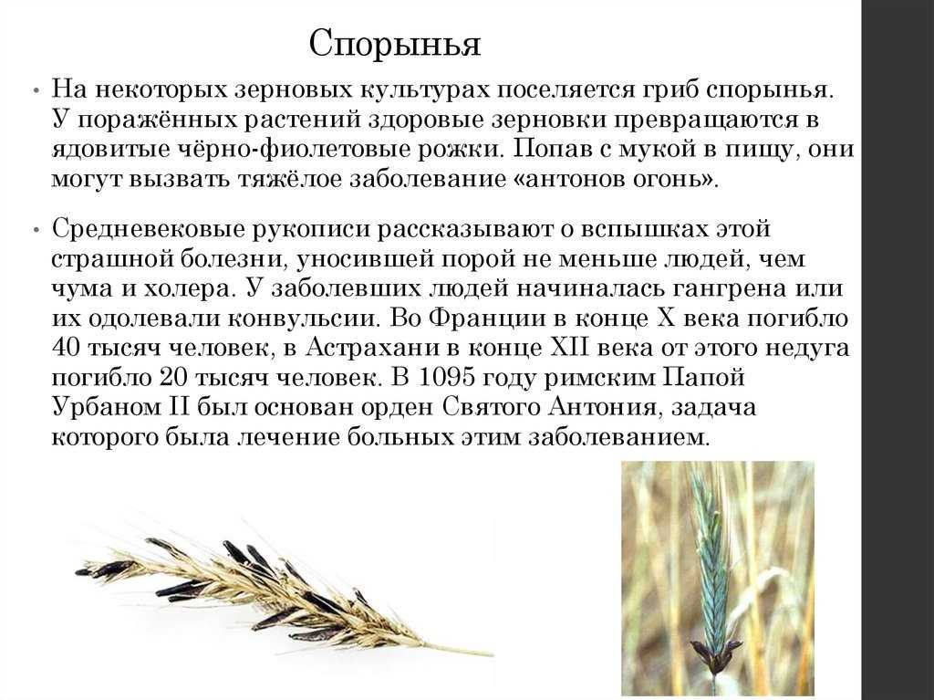 Гриб спорынья фото, описание, применение и сбор спорыньи.