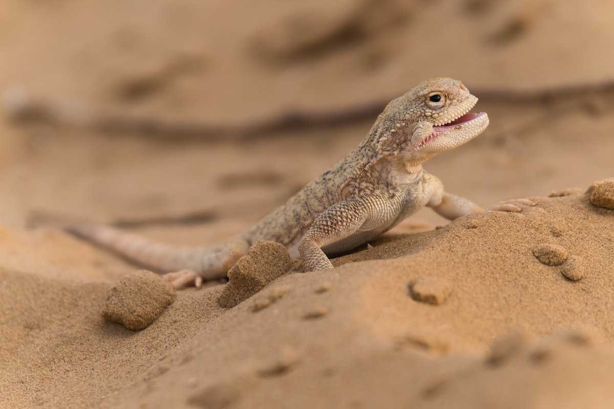 Как приспособились к жизни самые хитрые животные в пустыне, их фото и названия