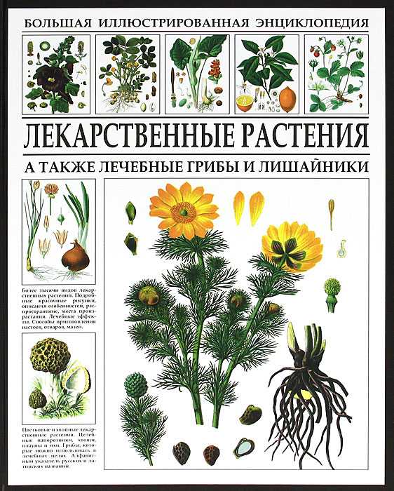 Жожоба