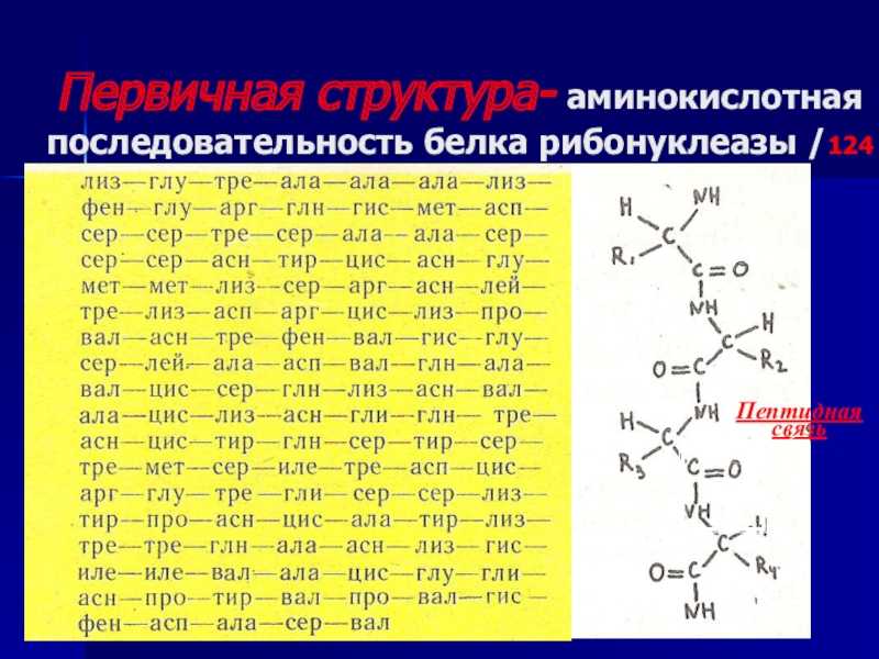 Рибонуклеаза