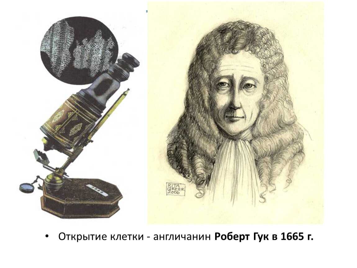 Роберт гук - теория клеток, микроскоп и наука - биография