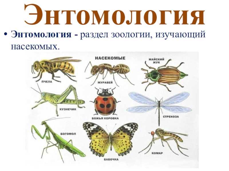 Сельскохозяйственная энтомология: что изучает, значение - наука - 2023