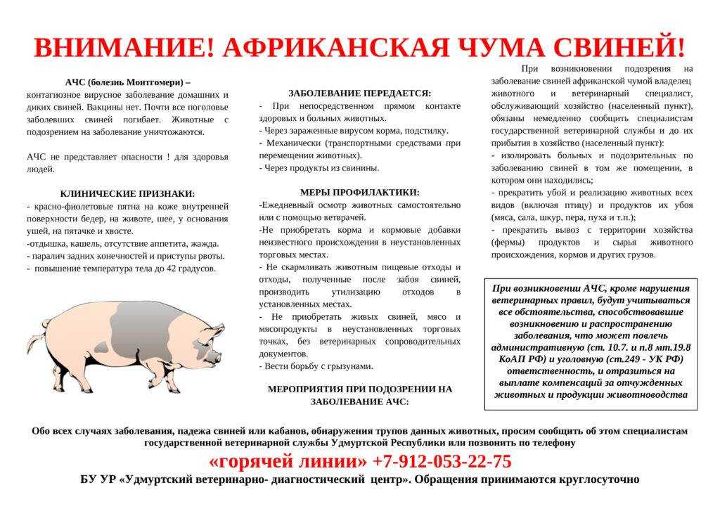 Чума крупного рогатого скота