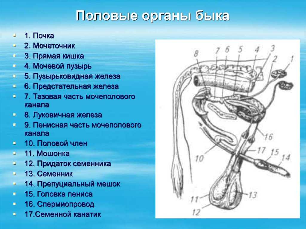 1.1. половые органы самки. физиология размножения и репродуктивная патология собак