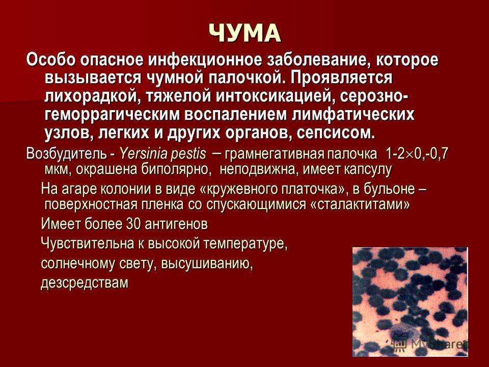 Чума крупного рогатого скота. реферат. сельское хозяйство. 2012-02-13
