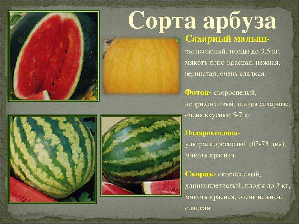 Что такое кормовой арбуз: особенности и применение
