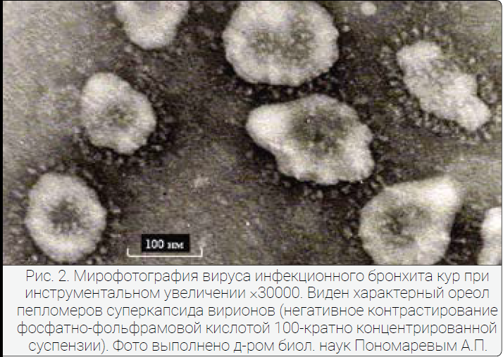 Вирус инфекционного бронхита у кур