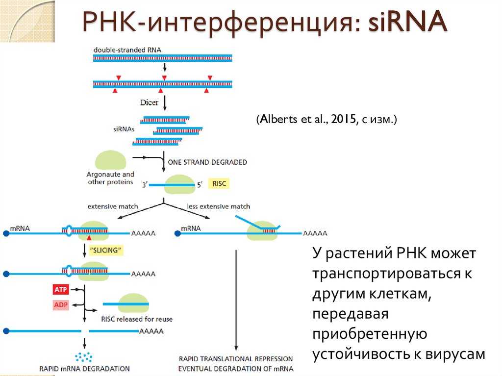 Квантовая генетика: взгляд в будущее генетических исследований