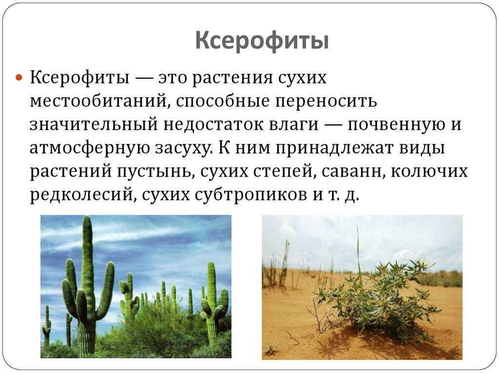 Роль ксерофитов в микробиологии и их влияние на окружающую среду