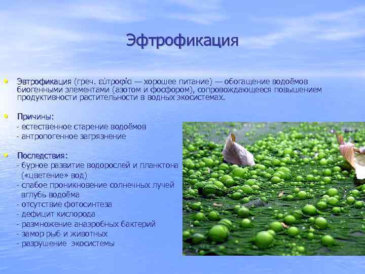 Как подготовить пруд к зарыблению