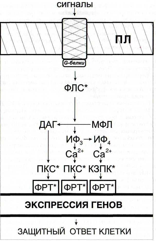 Download научные основы индуцированного синтеза алкалоидов в клеточной культуре catharanthus roseus (l.) g. (don) pdf