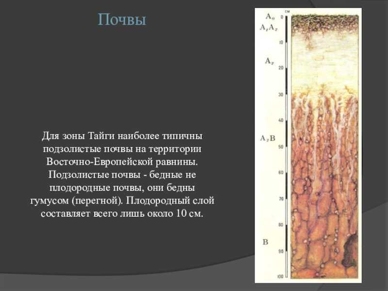 Почвы таежно-лесной зоны