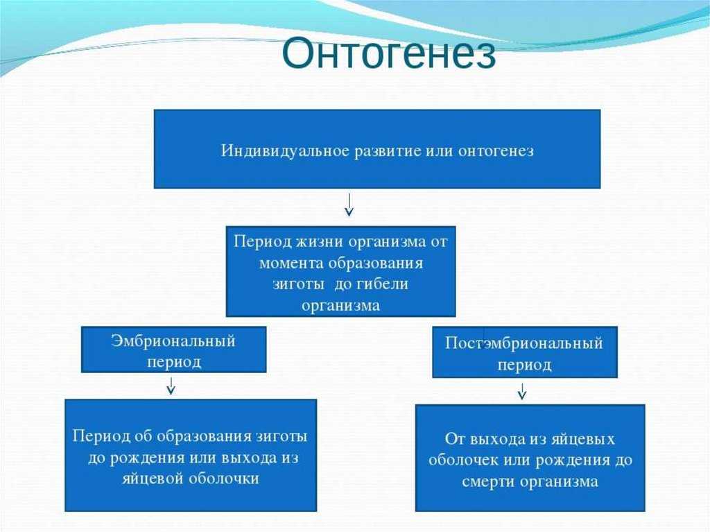 Спорогенез и гаметогенез у растений егэ