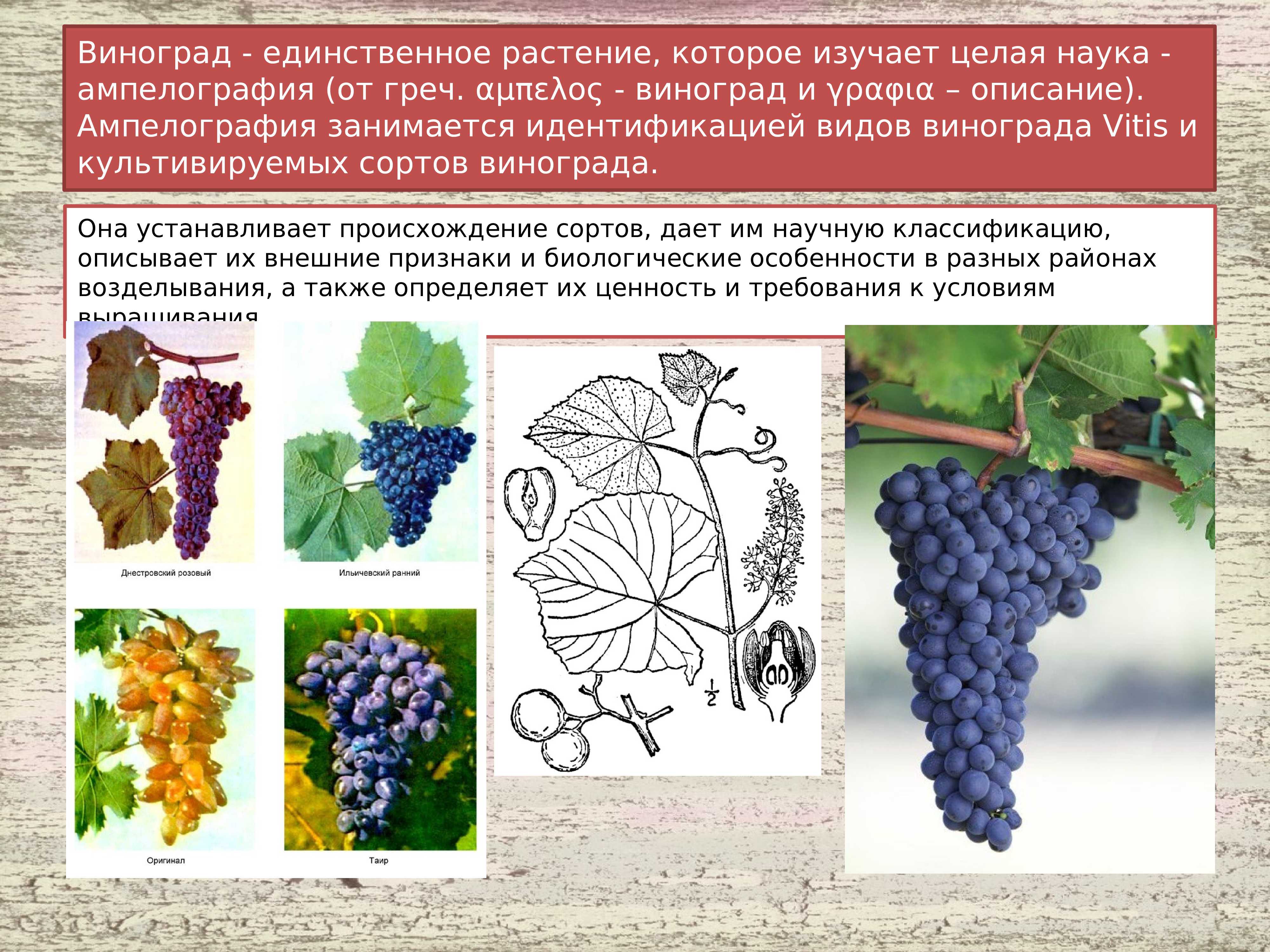 ᐉ отношение сортов к условиям среды - селекция и сортоведение - roza-zanoza.ru