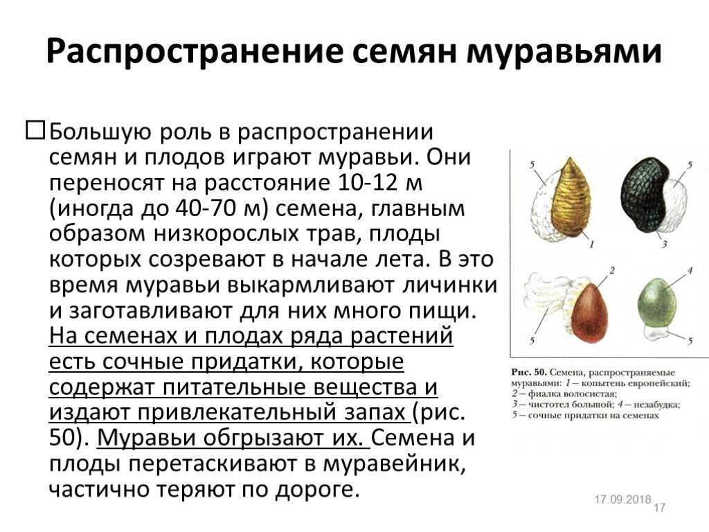 Какие растения распространяются с помощью воды. распространение семян и плодов животными. биологическая
роль распространения плодов и семян