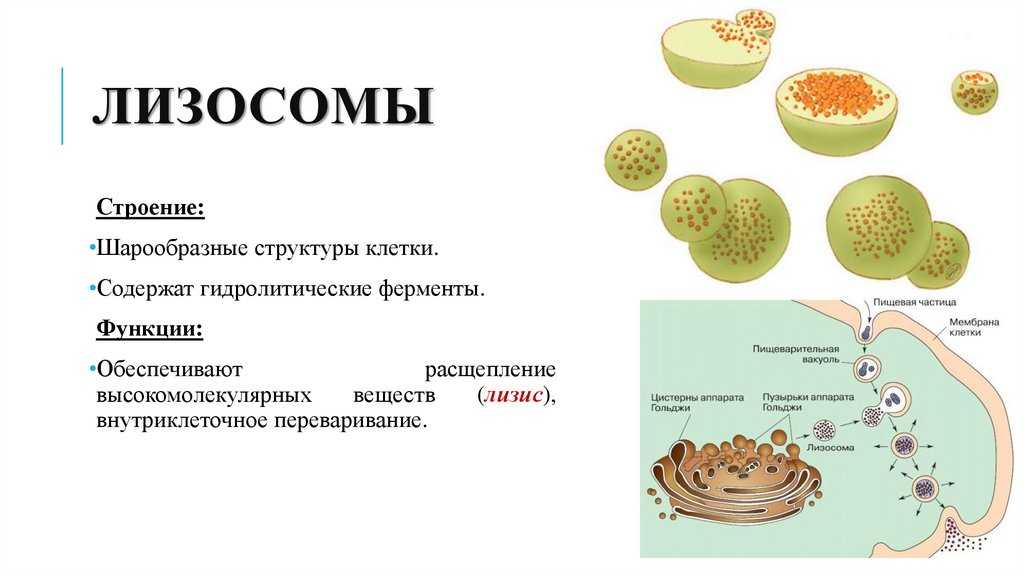 Лизосомы. строение и функции в клетке