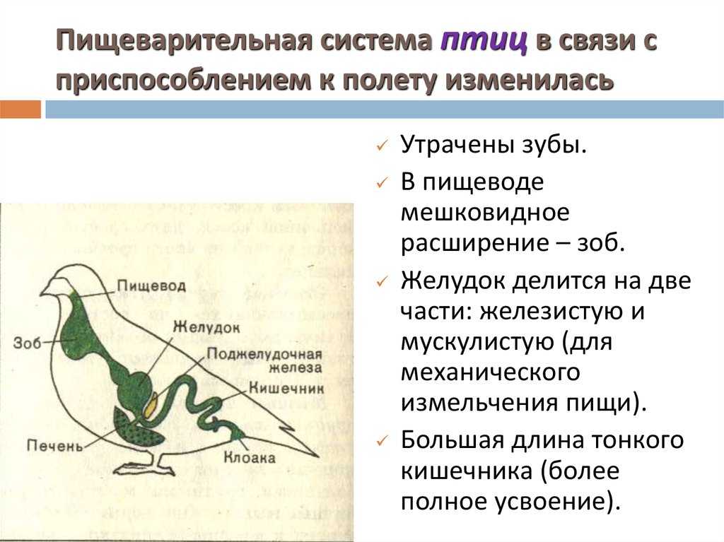 Механическая переработка пищи у птиц происходит как