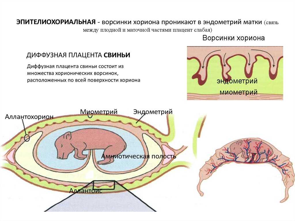 Как рожают собаки: этапы и помощь питомице в домашних условиях