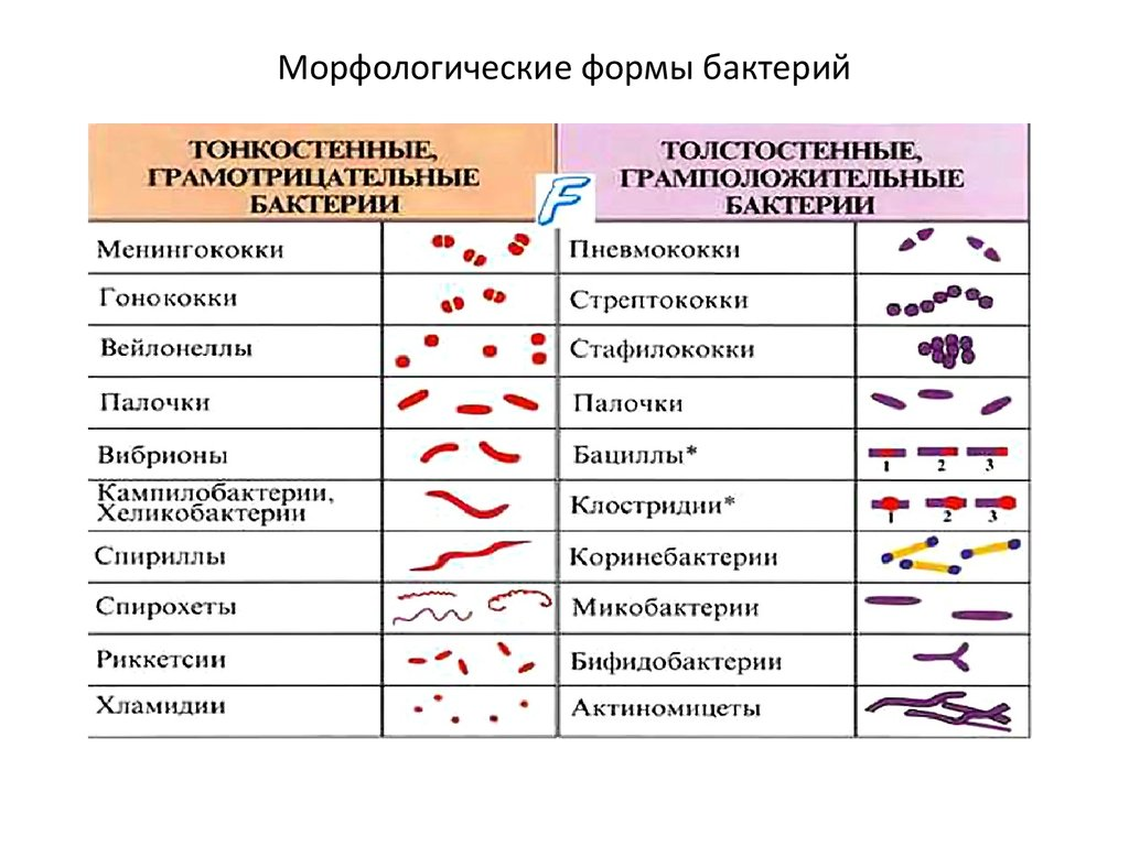 Классификация и морфология микроорганизмов -  виды микроорганизмов