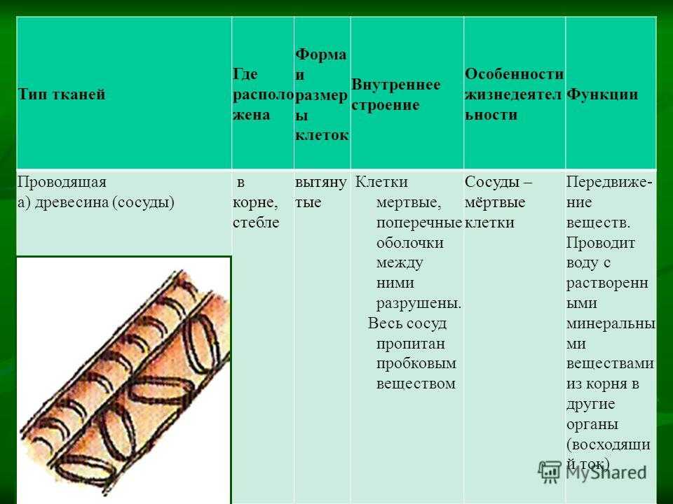 Проводящая ткань растений