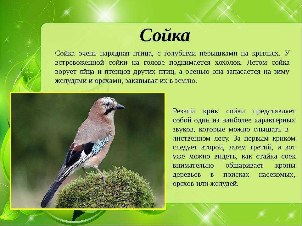 Как наблюдать за птицами (с иллюстрациями) - wikihow