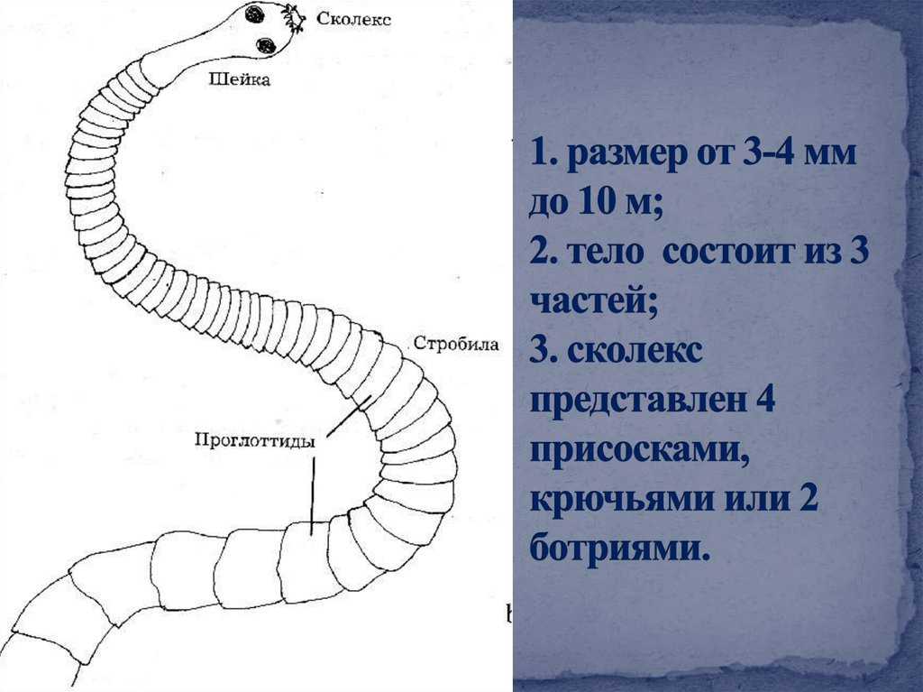 Журнал эволюционной биохимии и физиологии, 2022, t. 58,  &numero; 3, стр. 188-195