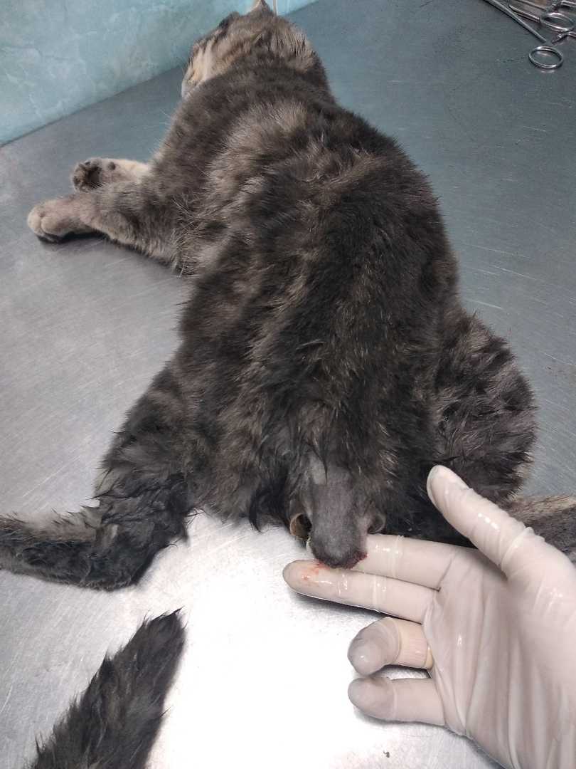 Зачем купируют уши у кошек?