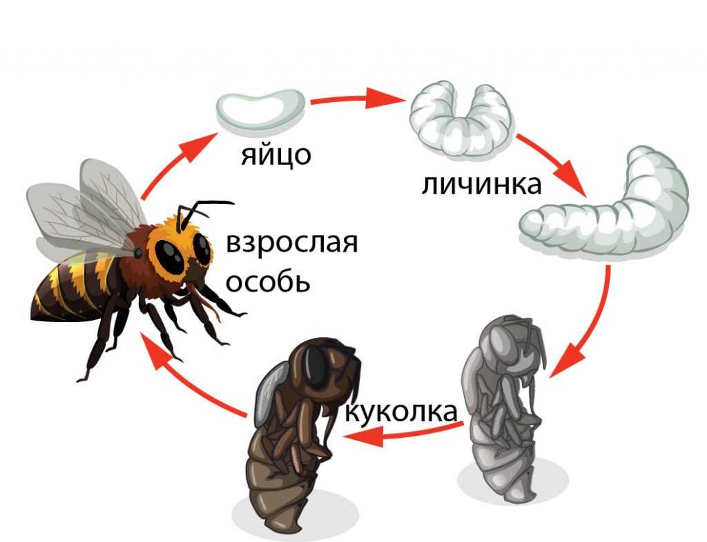 Организм. онтогенез. воспроизведение организмов.