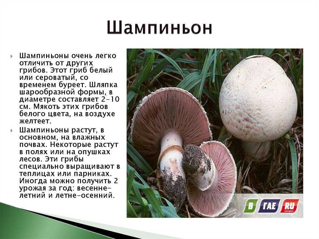 Рост шампиньонов | условия роста шампиньонов, этапы, цикл