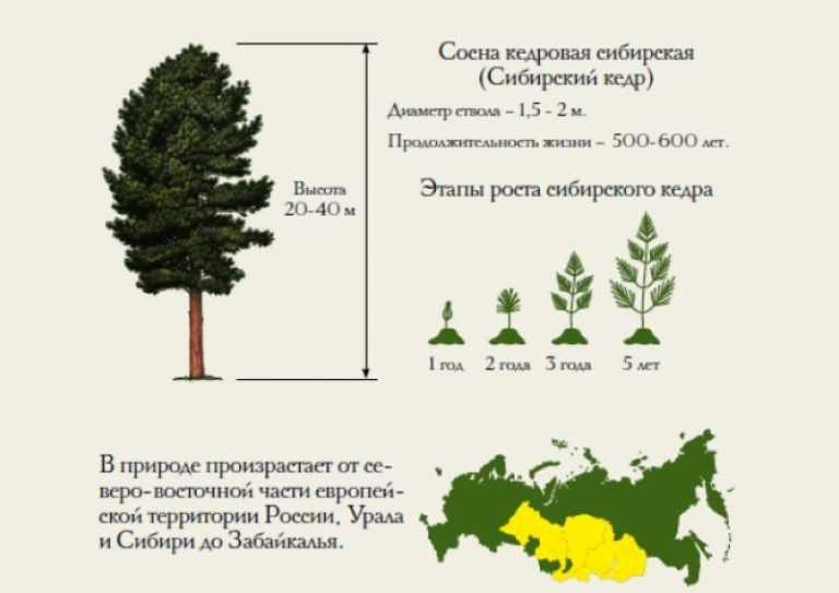 Корневая система кедра показать. целительная кедровая шишка от разных недугов