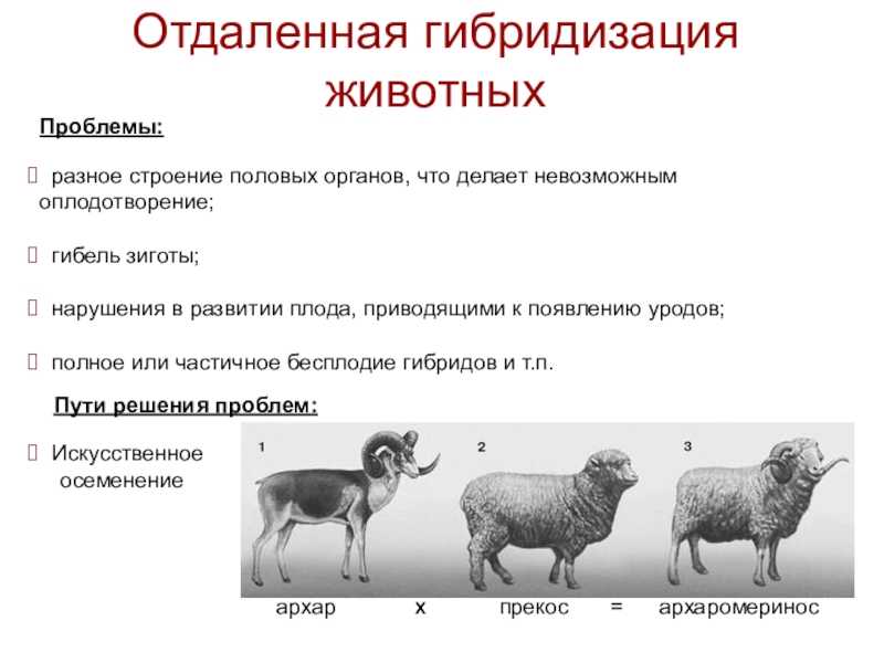 Отдаленная гибридизация
 - большая энциклопедия нефти и газа, статья, страница 1