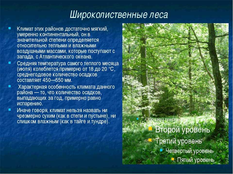 Изучаем самые распространенные хвойные деревья россии