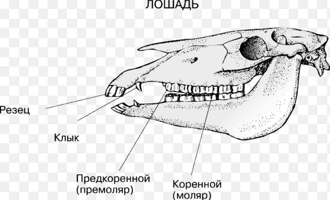 Как выварить клыки кабаньи? зубная система у кабана оформление клыков кабана