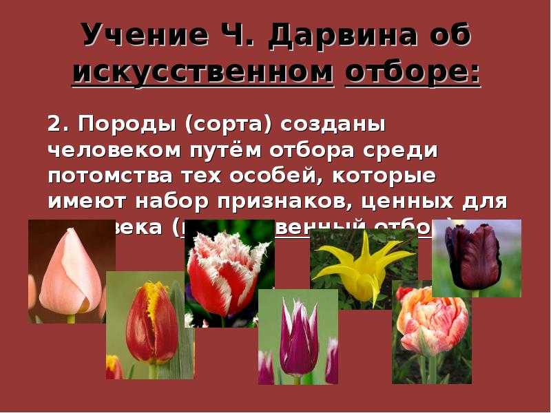Естественный и искусственный отбор — сравнительная характеристика