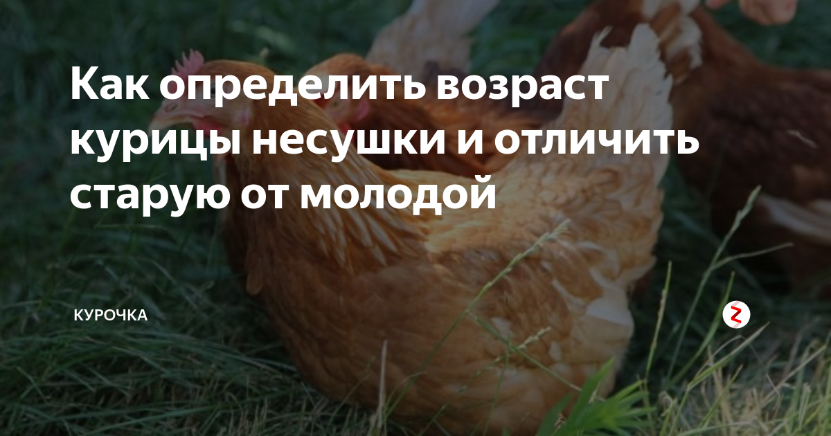 Как определить возраст курицы: можно ли отличить старую от молодой