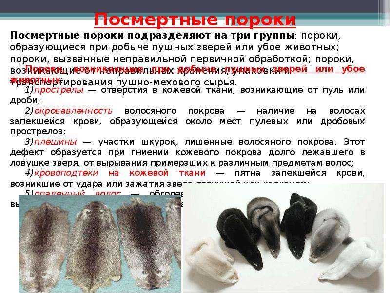Какие еще бывают пороки шкур?
