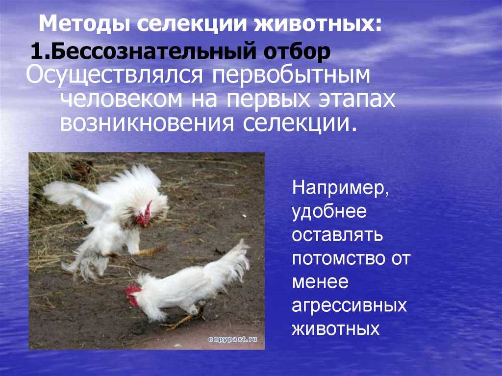 § 38. методы современной селекции / биология 10-11 классы
