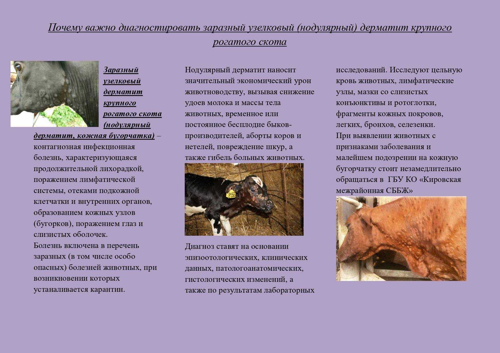 Коровы тоже болеют лейкозом: все про патологию крс