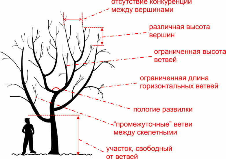 Формирование растений сада — азы стрижки - мир садоводства