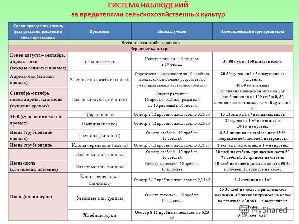 Враги зерновых: полосатая хлебная блошка и прочие вредные насекомые