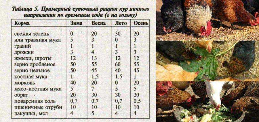 Кормление цыплят: как правильно кормить в домашних условиях