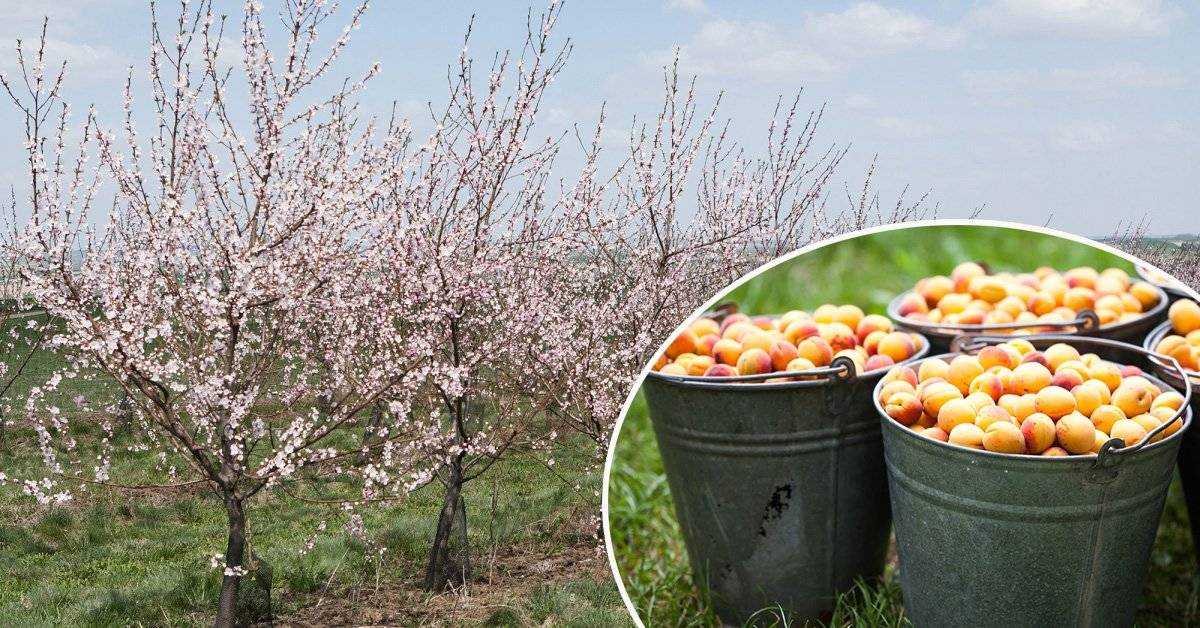 Выращивание абрикоса в среднем поволжье: советы и рекомендации