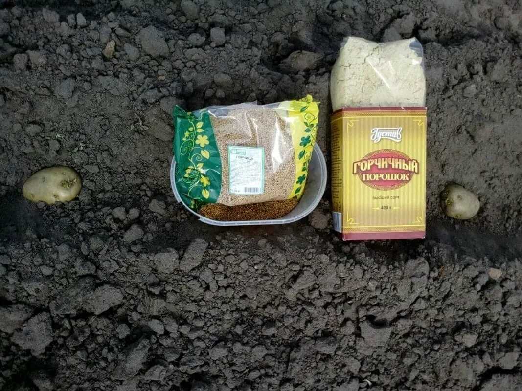 Уксус и горчица от колорадского жука - рецепты, правила и пропорции