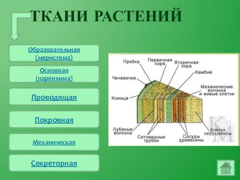 Конспект по биологии "растительная ткань" - учительpro
