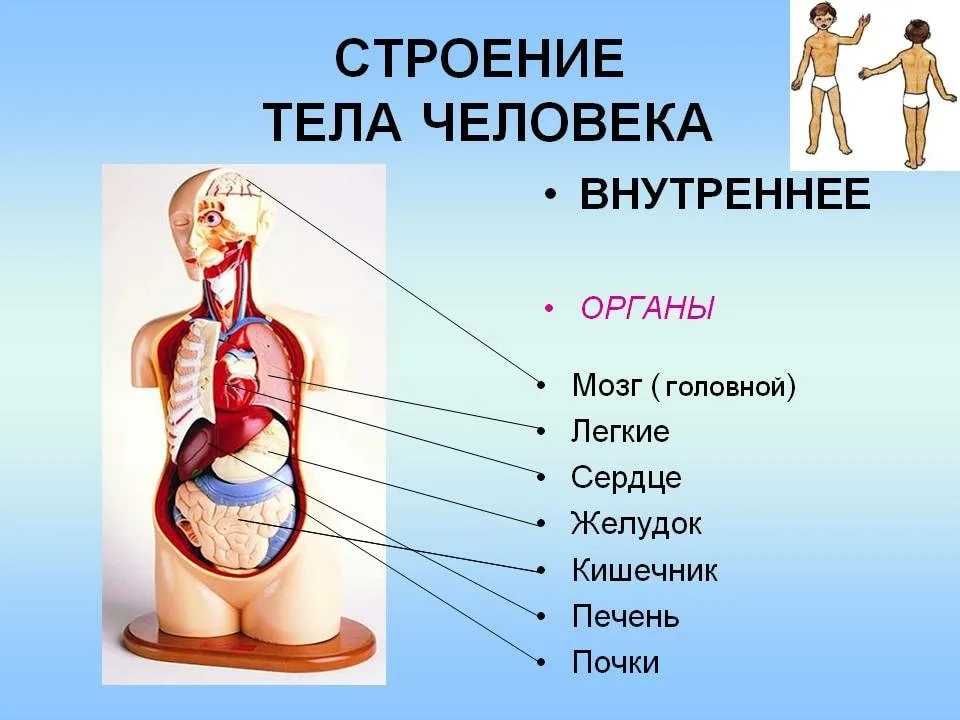 Рудименты. какие органы в теле человека больше не нужны?