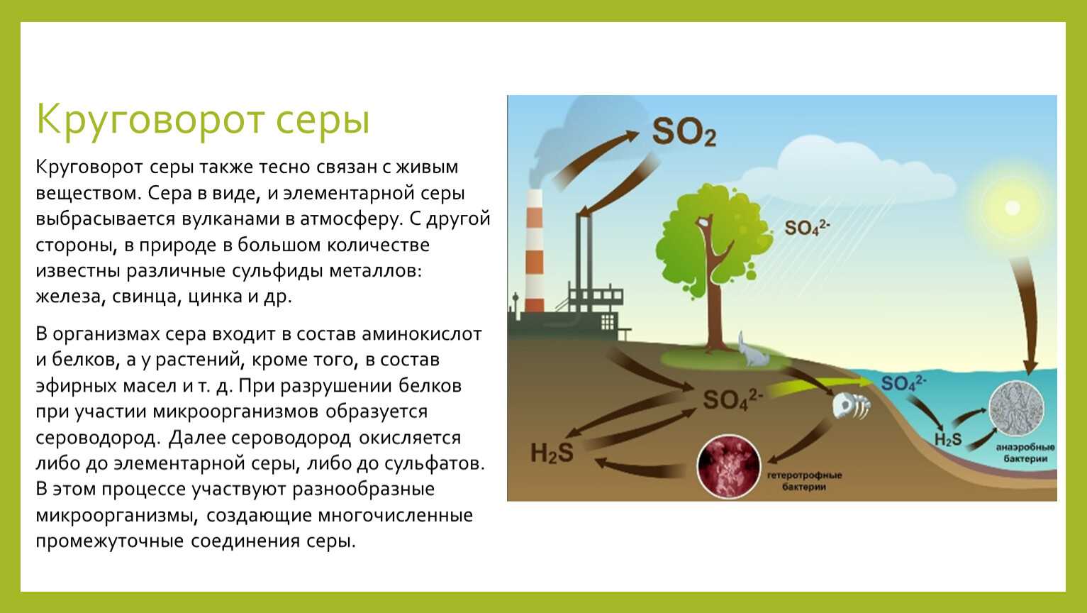 Круговорот веществ в биосфере: углерода, азота, воды, кислорода, фосфора, серы
