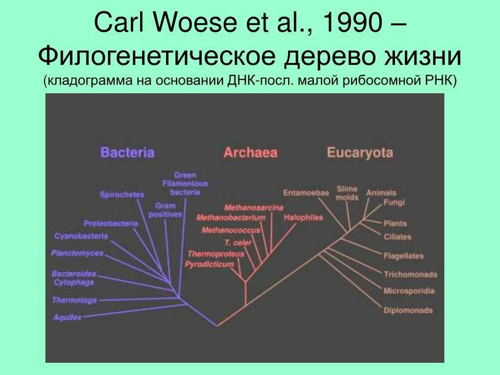 Филогения, интерпретация, типы деревьев, приложения