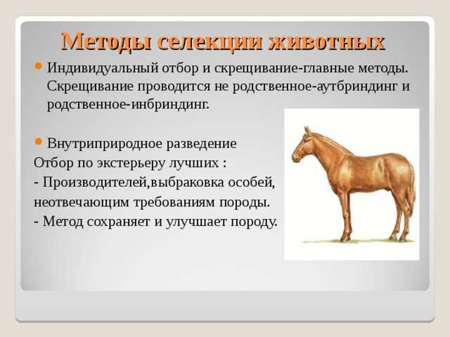 Племенное дело в животноводстве:методы, классификации и особенности