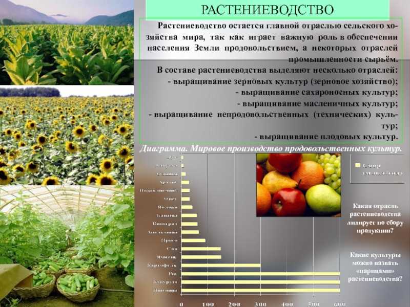 Презентация на тему: "кормопроизводство как наука, теоретические основы кормопроизводства.". скачать бесплатно и без регистрации.