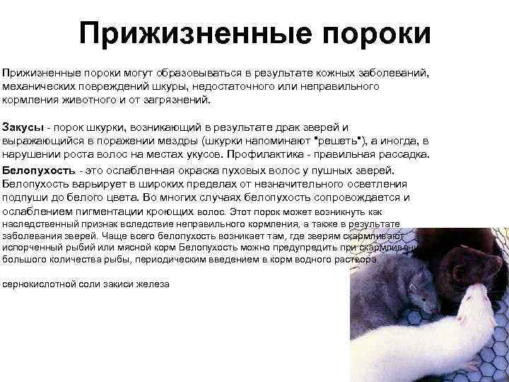Технология обработки шкур крупного рогатого скота. курсовая работа (т). другое. 2014-11-25